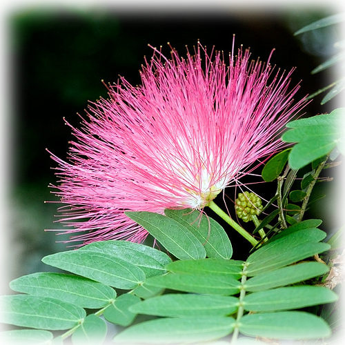 Mimosa Albizzia Julibrissin Wild Things Grow Mimosa Albizzia Julibrissin Wild Things Grow