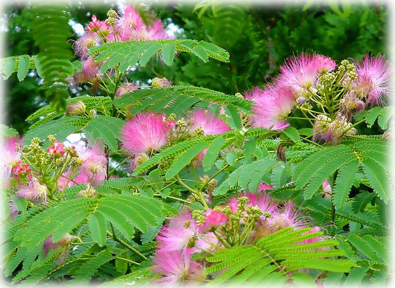 Mimosa Albizzia Julibrissin Wild Things Grow Mimosa Albizzia Julibrissin Wild Things Grow